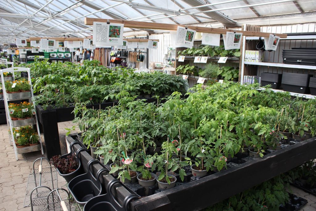 Tomatplanter, agurkeplanter og andre planter til udplantning fra Grønne Hjem.