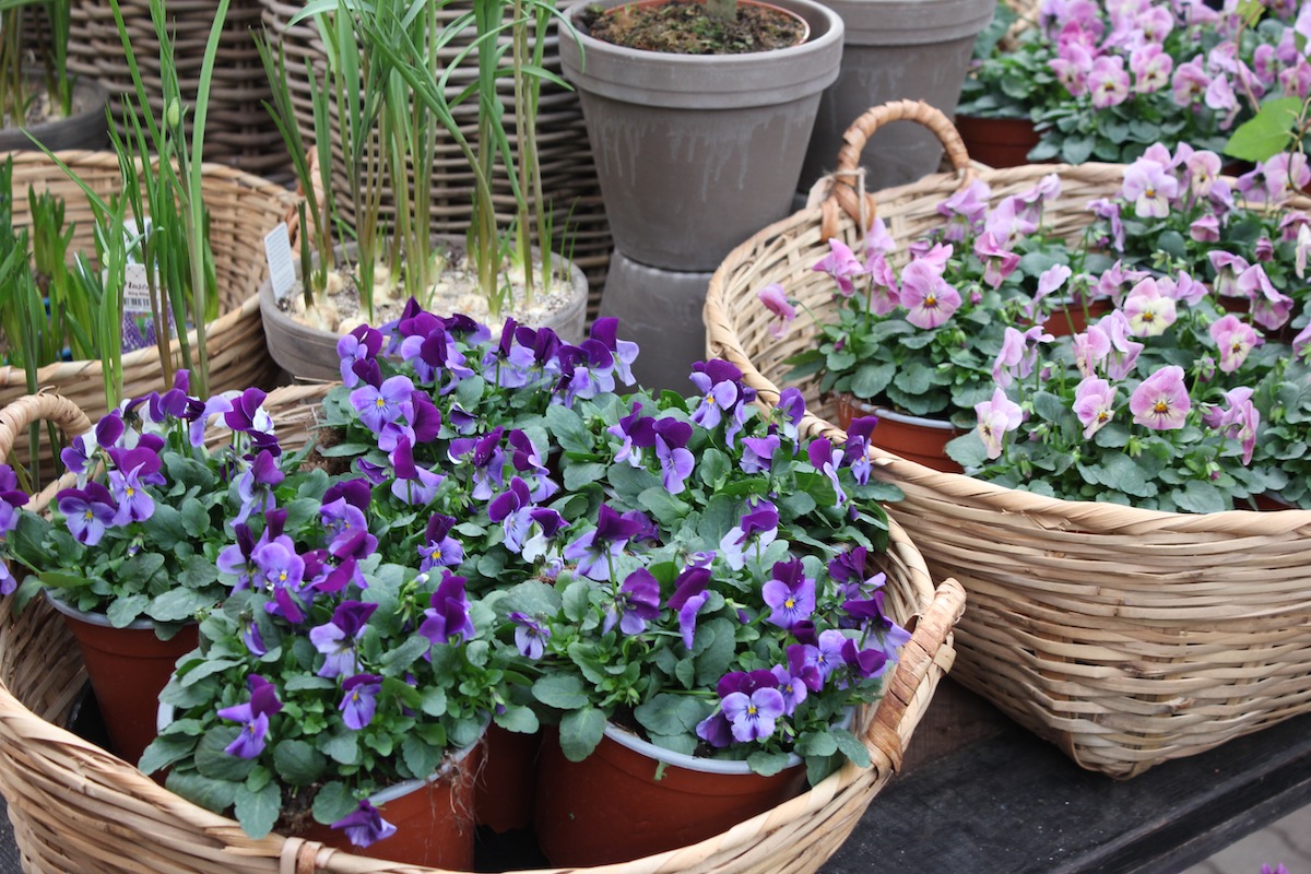 Hornvioler og stedmoderblomster på tilbud til fødselsdagsweekend hos Grønne Hjem Gentofte