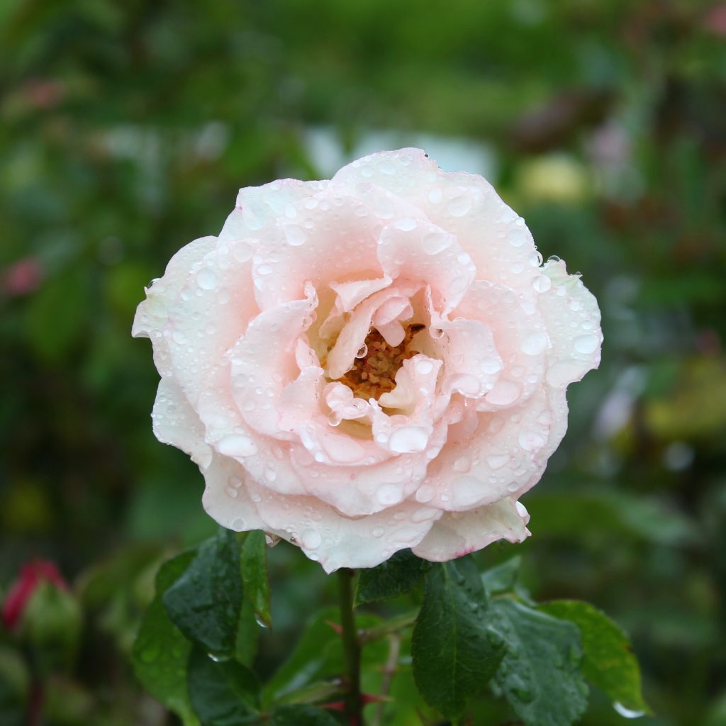 længes efter enhed Penelope Guide til plantning og pasning af smukke roser - Grønne Hjem