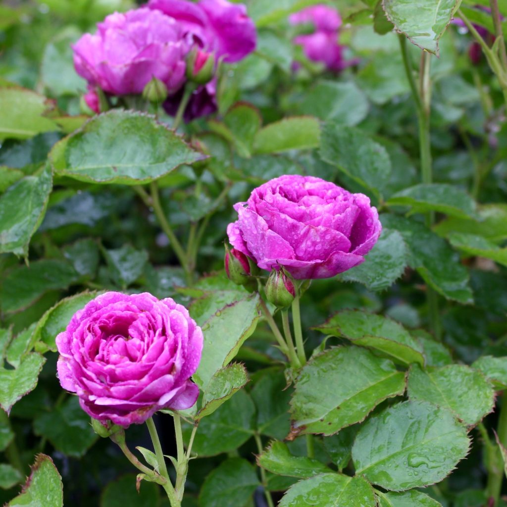 Lodge Mantle adjektiv Guide til plantning og pasning af smukke roser - Grønne Hjem