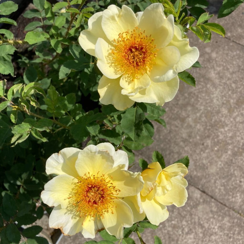 Lodge Mantle adjektiv Guide til plantning og pasning af smukke roser - Grønne Hjem